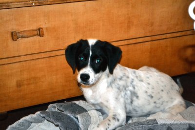 Puppy looking at photographer jigsaw puzzle