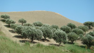 פאזל של Campagne calabraise