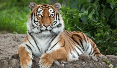 Tiger resting on a rock