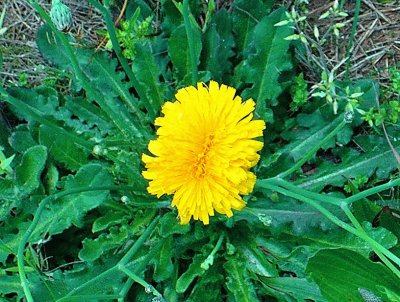 Double Dandelion jigsaw puzzle