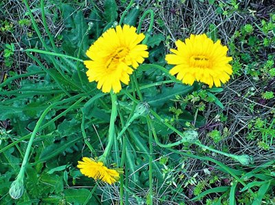 Two double dandelions jigsaw puzzle