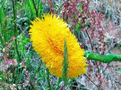 Triple dandelion? jigsaw puzzle