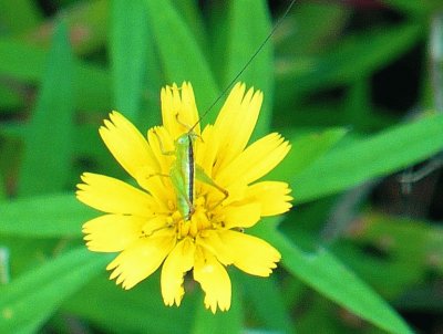 Young grasshopper