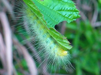 פאזל של Fuzzy caterpillar1