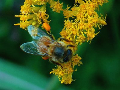 Bee on yellow flower3