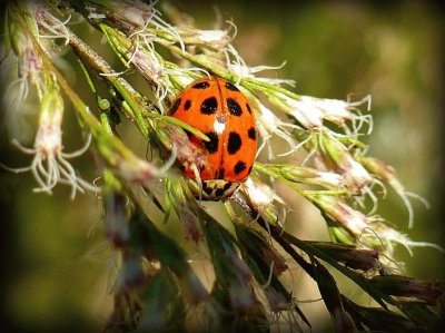 פאזל של Ladybug3