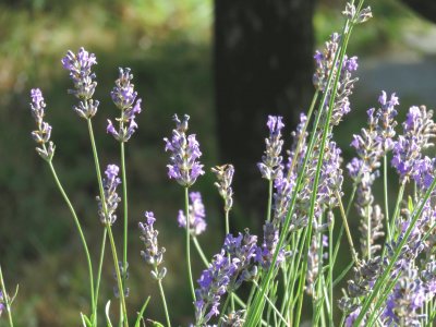 lavanda jigsaw puzzle