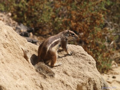 gran canaria