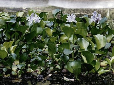 plantas acuaticas