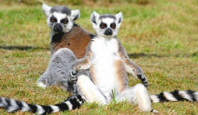 Ring Tailed Lemurs sunbathing