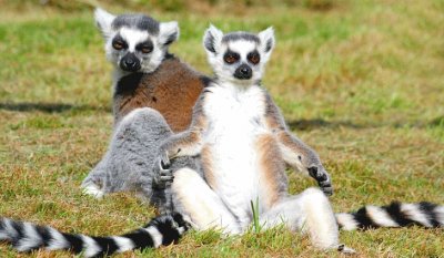 Ring Tailed Lemurs sunbathing jigsaw puzzle