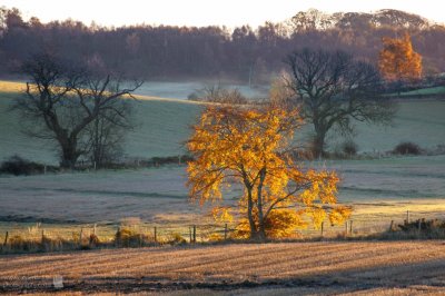 Frosty golden tree