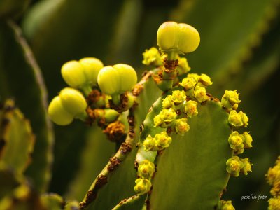 gran canaria