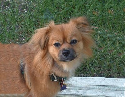 פאזל של tibetan spaniel