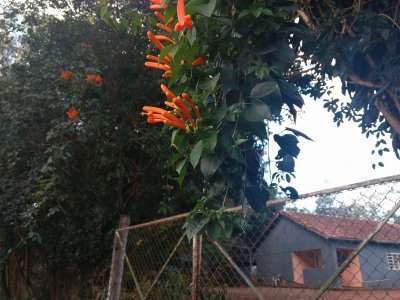 פאזל של Flor de Cipó São João