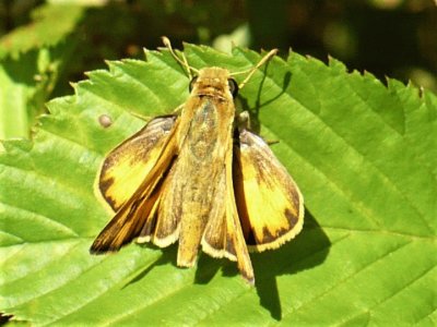 Moth jigsaw puzzle