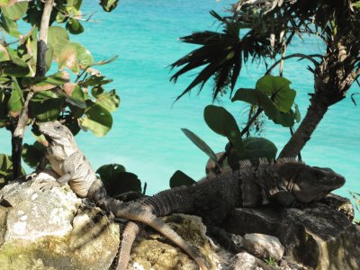 Iguanas jigsaw puzzle