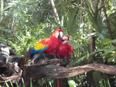 Guacamayas jigsaw puzzle