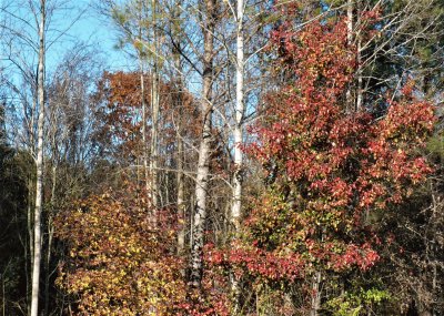 Fall colors jigsaw puzzle