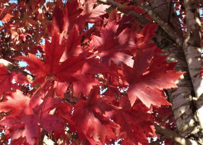 Red maple leaves3