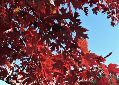 Red maple leaves4