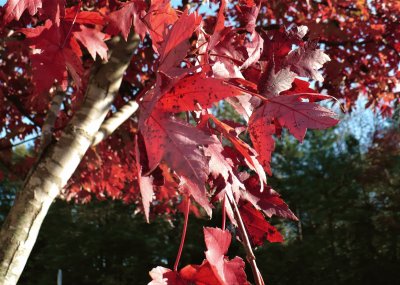 Red maple leaves5