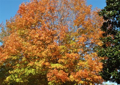 Maple and magnolia tree