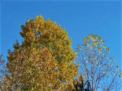 Fall trees1 jigsaw puzzle