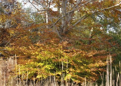 Fall trees2 jigsaw puzzle