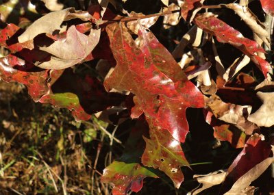 Oak leaves1