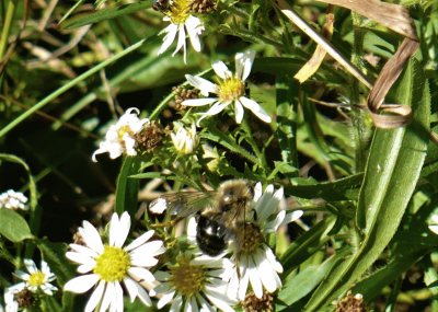Bee on small daisy1