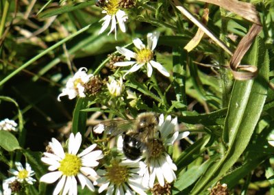 Bee on small daisy1 jigsaw puzzle