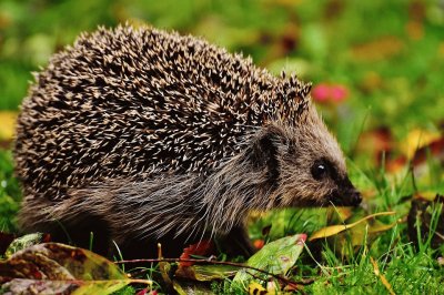 Igel jigsaw puzzle