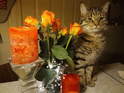 Cat and flowers