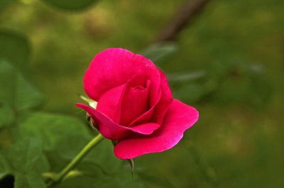 פאזל של rose-1