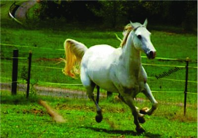 Cavalo