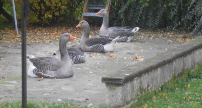 parking des oies