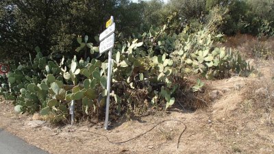 cactus jigsaw puzzle