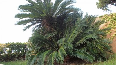 beau palmier