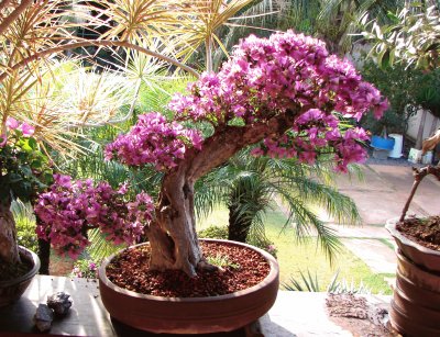 Bonsai de Buganvilha