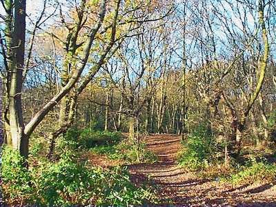 Shipley Wood jigsaw puzzle