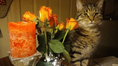 Cat, flowers and Candle