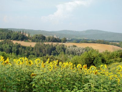 פאזל של Castelnuovo Berardenga