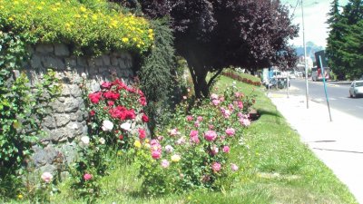 Flores en Bariloche