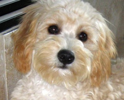 Cavapoo