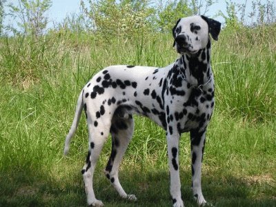 Dalmata jigsaw puzzle