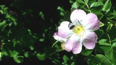 Flores en Bariloche jigsaw puzzle