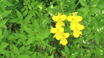 פאזל של Flores en Bariloche