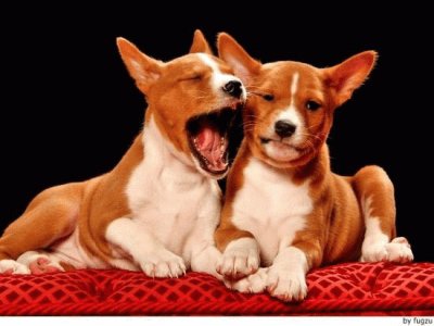 Basenji jigsaw puzzle