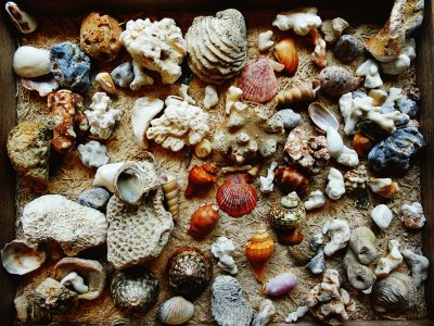 shell jigsaw puzzle